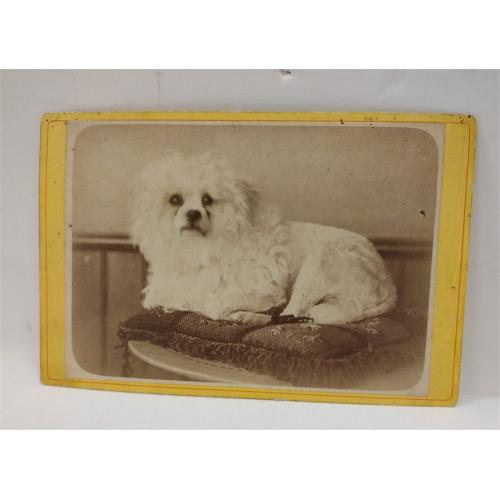 ANTIQUE DOG PHOTO